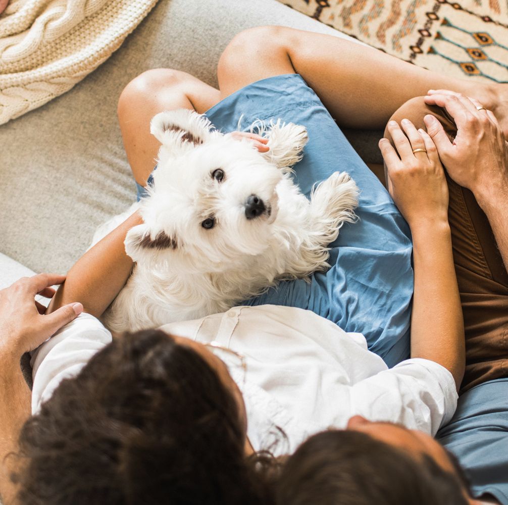 couple and dog on a couch