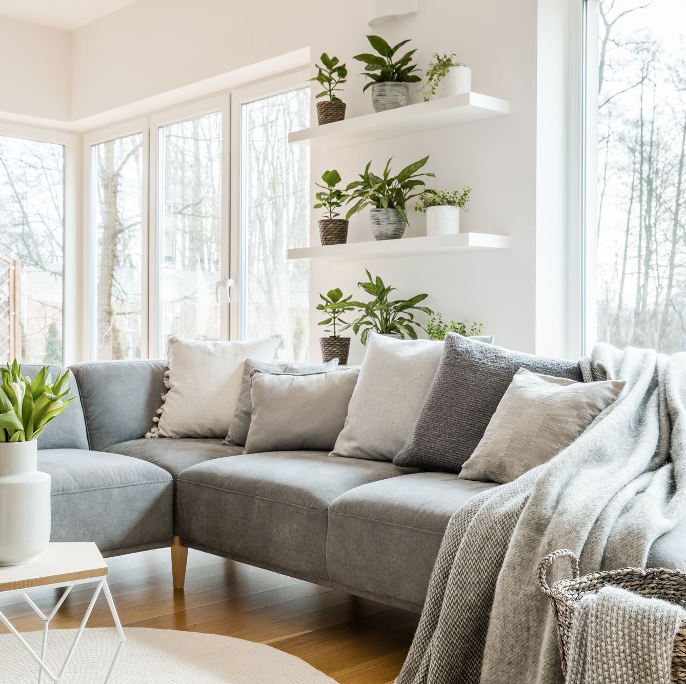 grey sectional sofa with pillows and throw blanket in modern living room with green plants